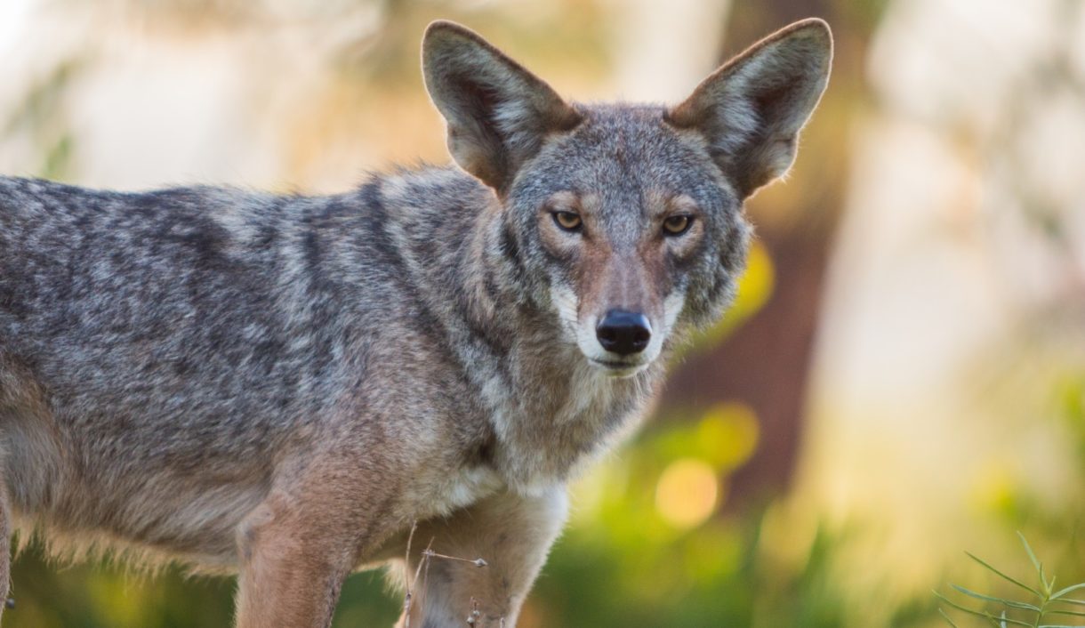 Los ataques por coyotes se ven incrementados en Estados Unidos