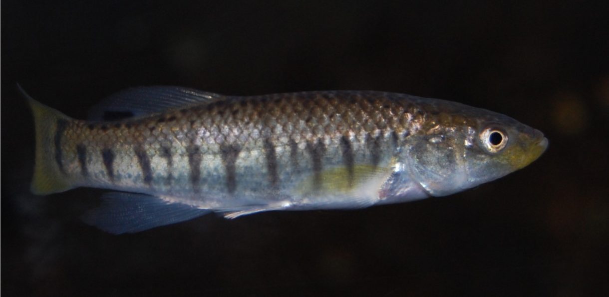 Killifish, un pez que vive rápido y muere joven