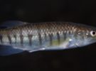 Killifish, un pez que vive rápido y muere joven