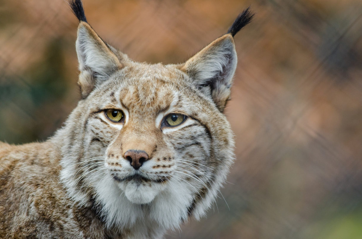 El lince ibérico sigue en peligro: mueren dos ejemplares en Andalucía