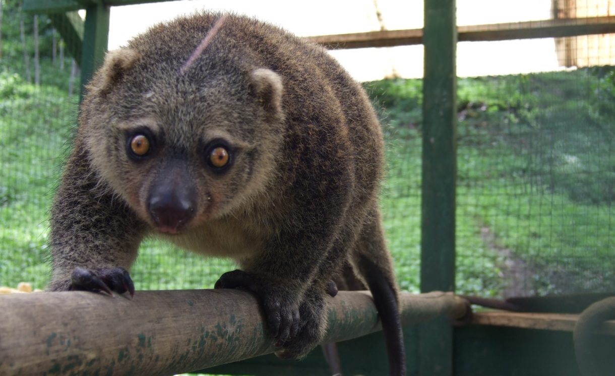 Así es el primer oso de Sulawesi cuscús que ha nacido en cautividad