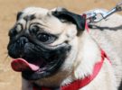 Algunos collares para perros ya se están prohibiendo en España