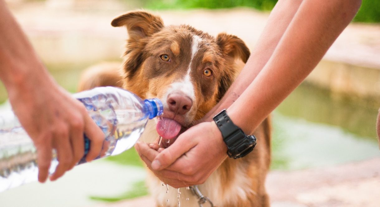 Veganismo en perros ¿Es posible?