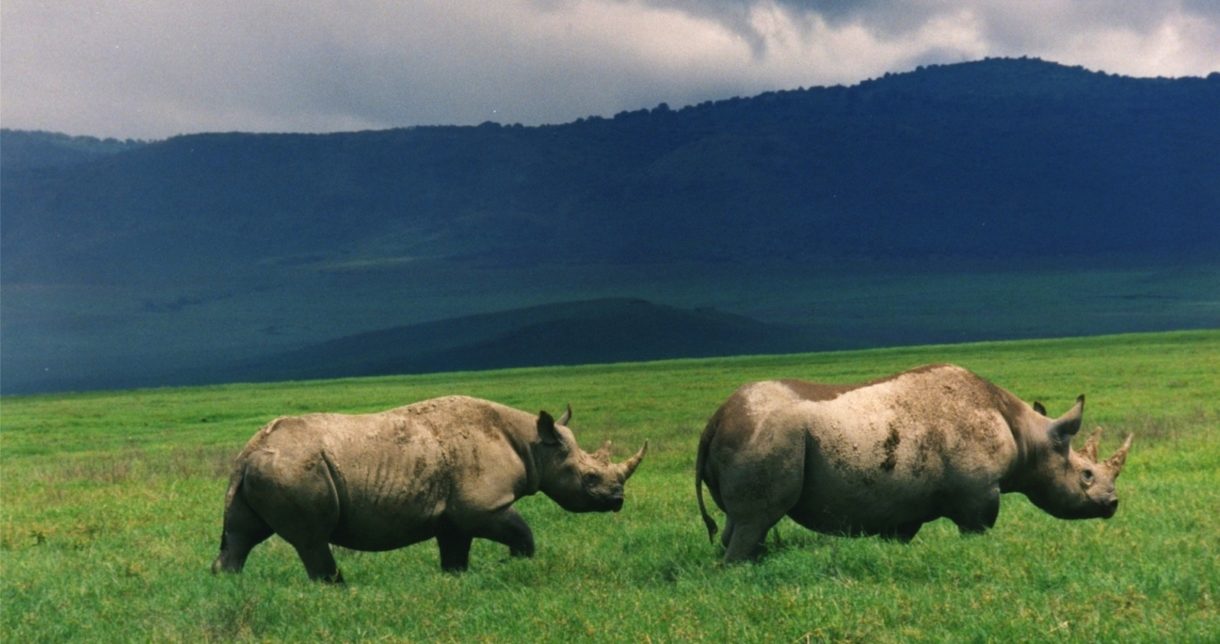 Varios rinocerontes negros mueren en su traslado