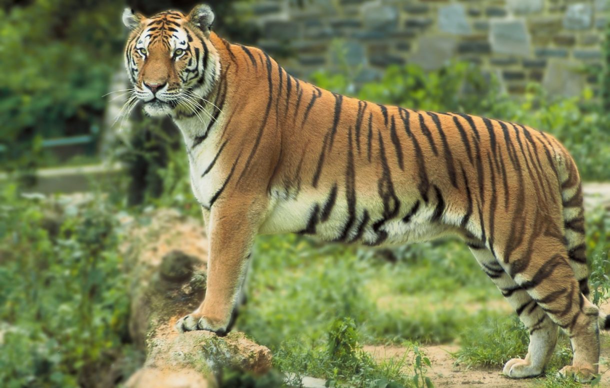 Después de 18 años, nace un nuevo tigre de bengala en Santander