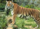 Después de 18 años, nace un nuevo tigre de bengala en Santander
