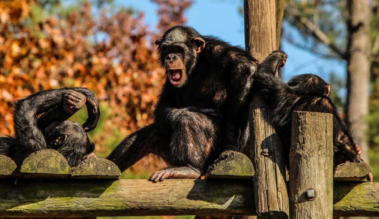 Así son los chimpancés curiosos del Triángulo Goualougo