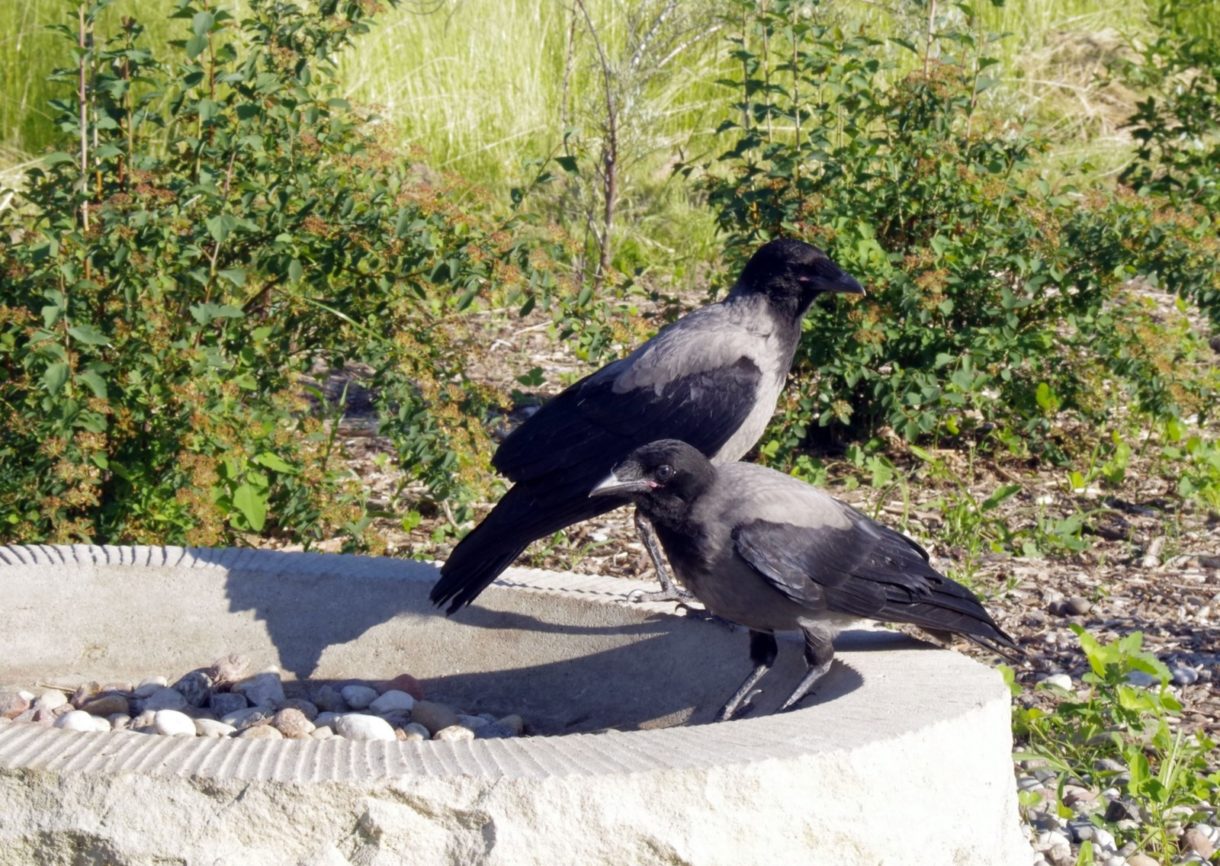 Estos cuervos limpian la basura del parque temático Puy du Fou