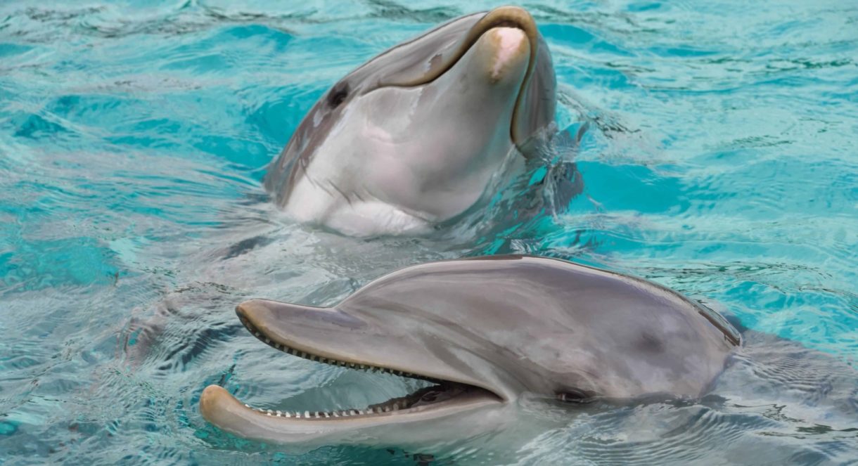 Delfines: así bucean y a esto se enfrentan