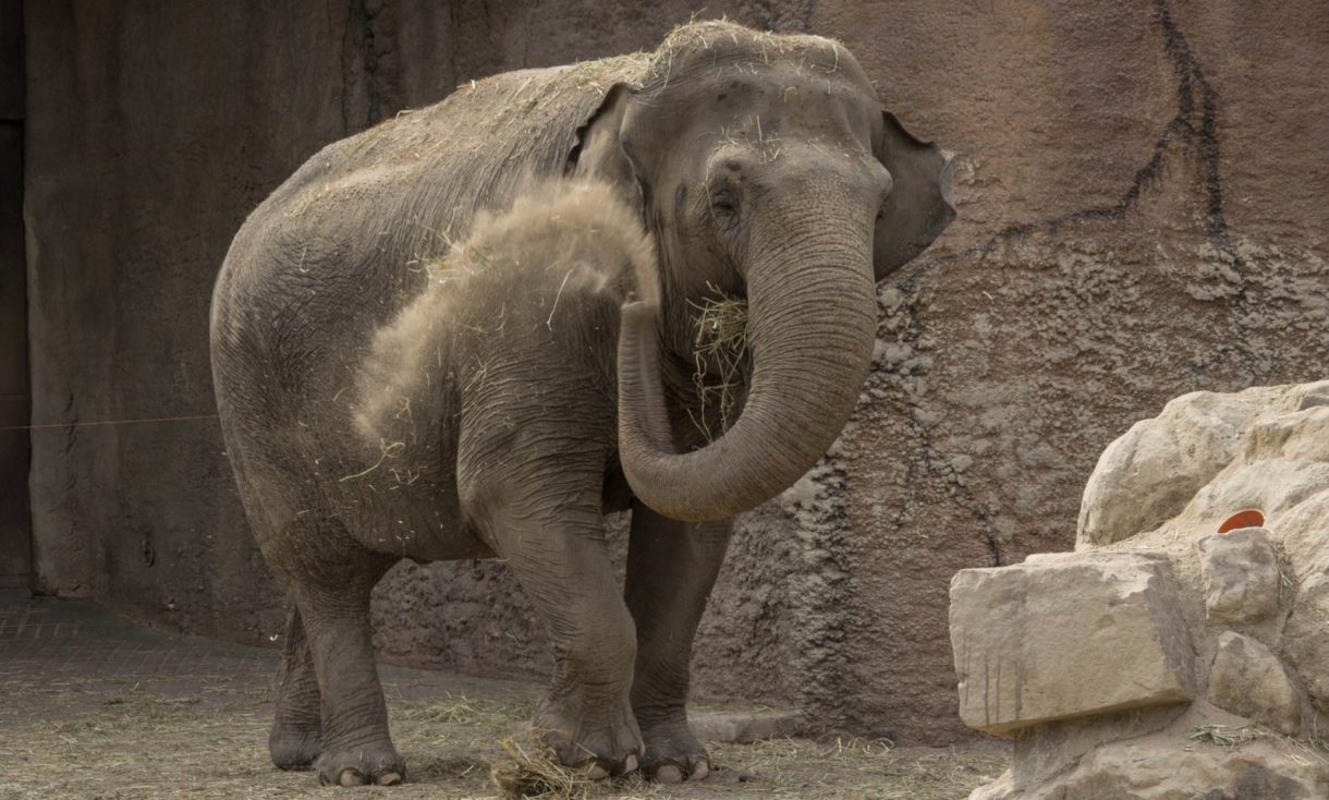 ¿Qué hay de cierto en la memoria de los elefantes?