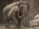 ¿Qué hay de cierto en la memoria de los elefantes?