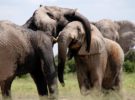 Diseñan una Inteligencia Artificial para evitar la caza furtiva de elefantes