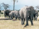 La caza furtiva de elefantes, un problema más grave de lo que pensábamos