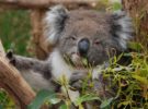 Koalas, las grandes víctimas de las talas preventivas australianas