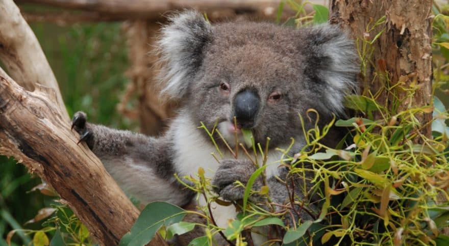 Koala