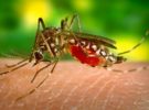 Cómo cuidar a los perros infectados por el virus zika