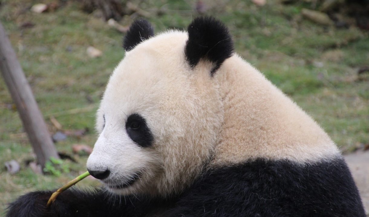 China pone en marcha el primer parque nacional de osos panda gigantes