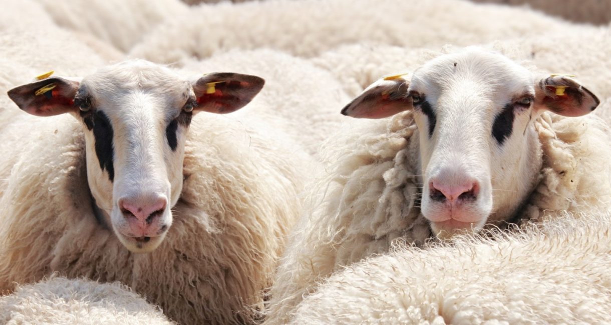 Queda demostrado: las ovejas reconocen a las personas
