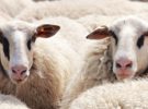 Queda demostrado: las ovejas reconocen a las personas
