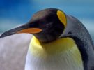 El número de pingüinos rey de la Antártida se reduce en un 88%