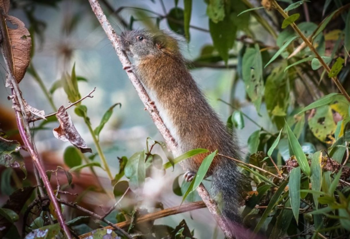 La rata de bambú, otra especie animal que se vuelve a ver