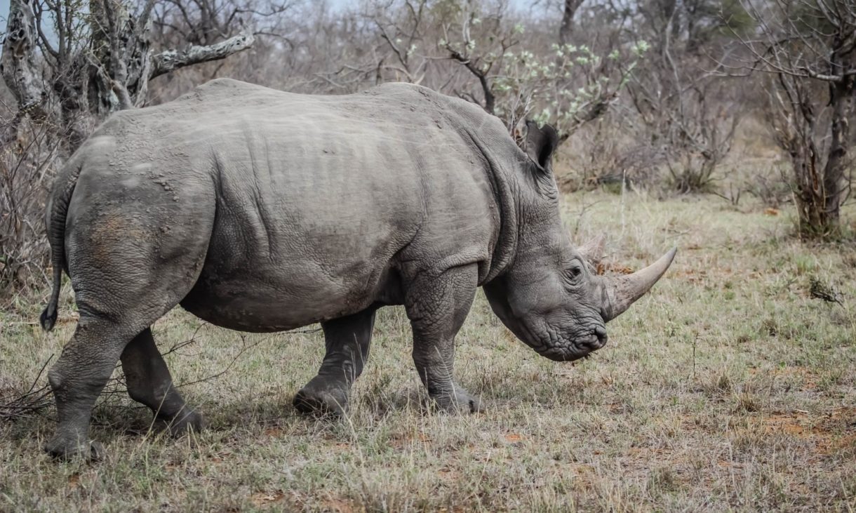 Descornar a los rinocerontes africanos, la forma de evitar a los cazadores furtivos