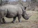 Descornar a los rinocerontes africanos, la forma de evitar a los cazadores furtivos