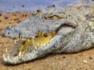 Descubierta una nueva especie de cocodrilo, aunque está en peligro de extinción