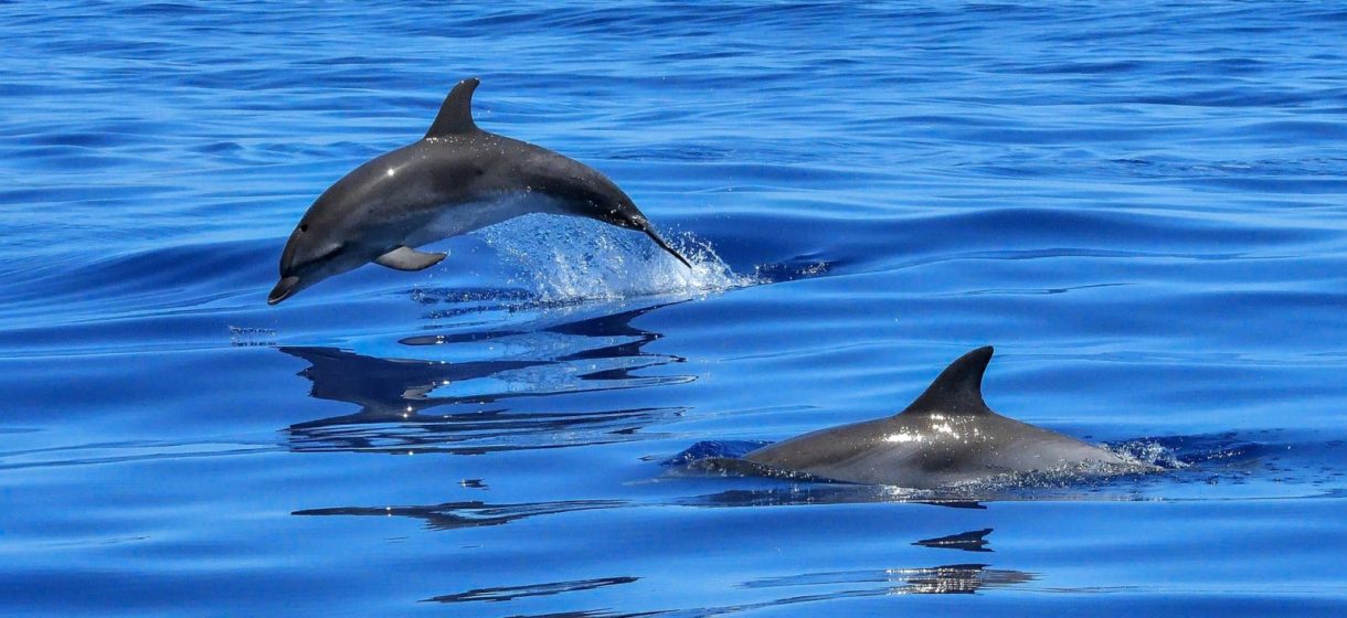 Este virus esta amenazando a los delfines del Mediterráneo