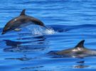Este virus esta amenazando a los delfines del Mediterráneo