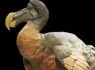 ¿Por qué se extinguió el dodo?