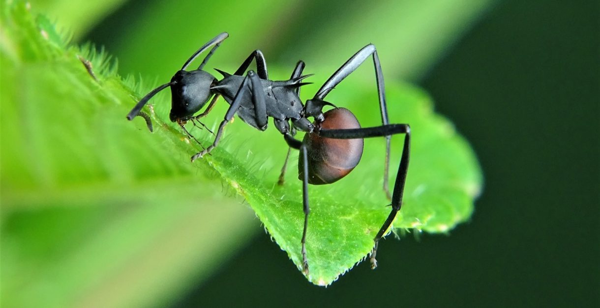 Hormigas guerreras, los insectos más letales del mundo