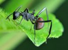 Hormigas guerreras, los insectos más letales del mundo