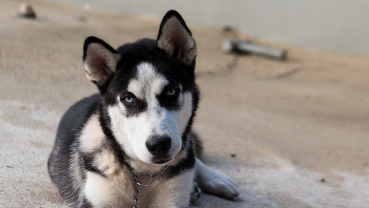 ¿Por qué el husky siberiano tiene los ojos azules?