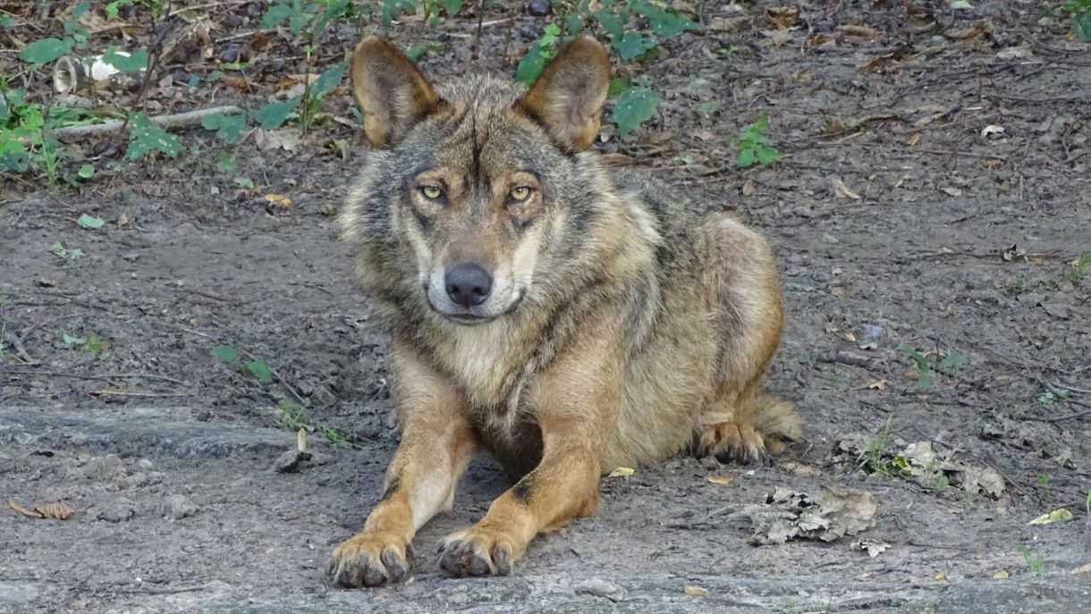 143 lobos reciben un indulto en Castilla y León