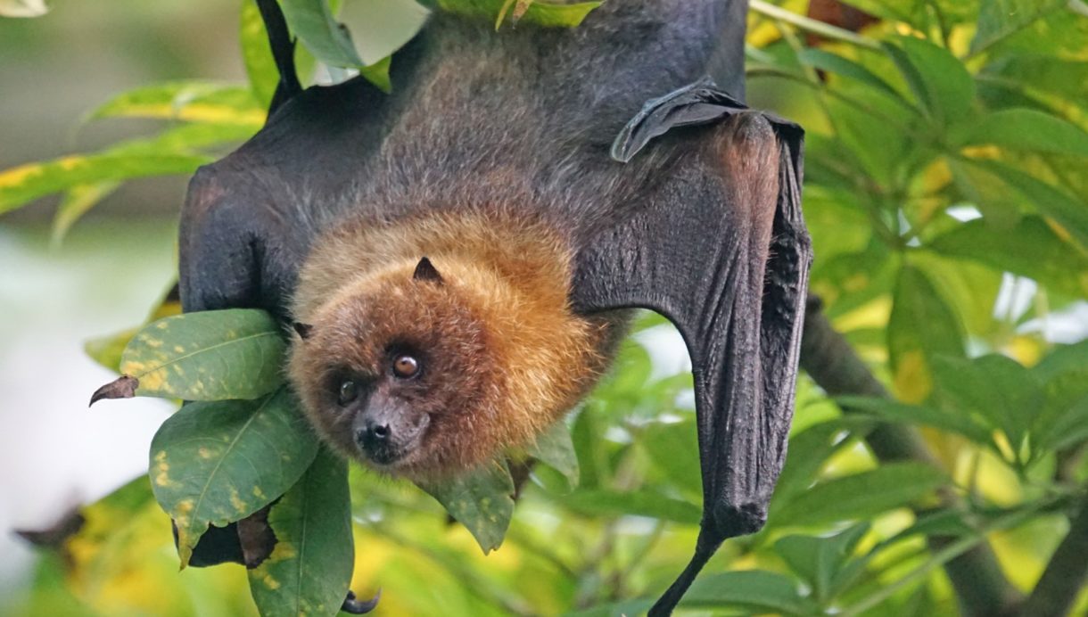 La cultura de Madagascar cambia y sus murciélagos peligran