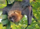 La cultura de Madagascar cambia y sus murciélagos peligran