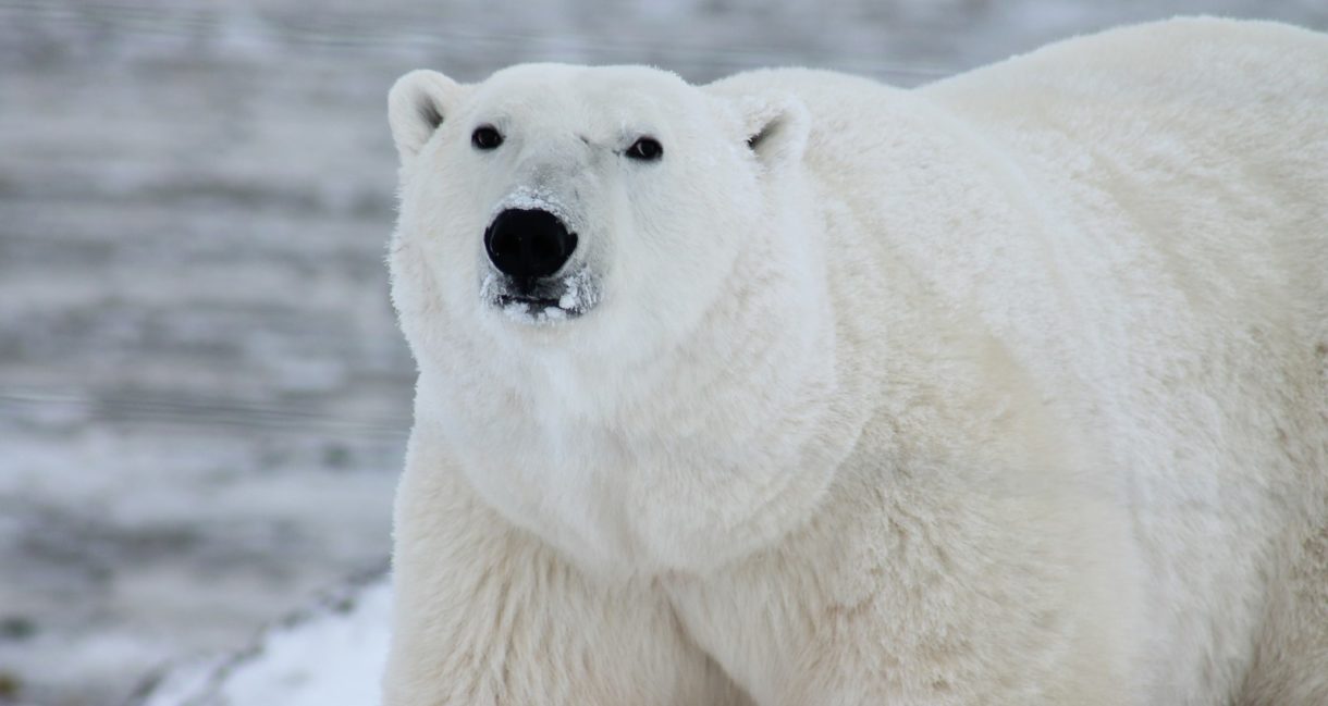 Los osos polares están utilizando a las ballenas para alimentarse