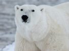 Los osos polares están utilizando a las ballenas para alimentarse