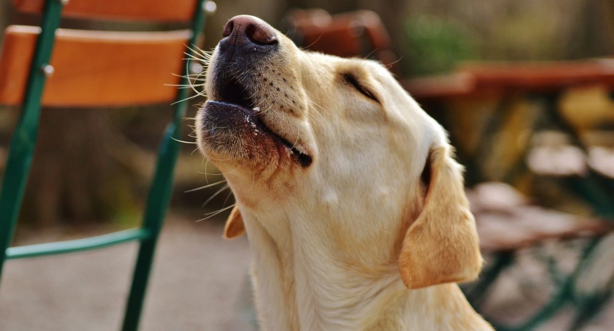 Por qué los perros aúllan cuando escuchan sirenas