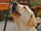 Por qué los perros aúllan cuando escuchan sirenas