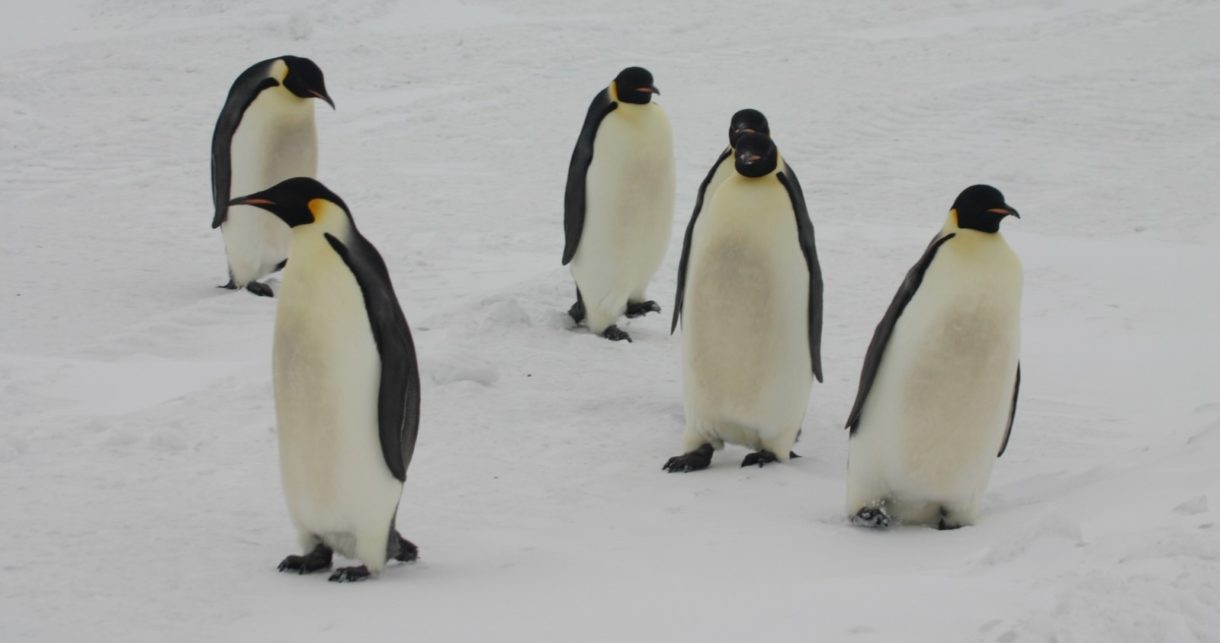 Un cementerio de pingüinos situado en la Antártida