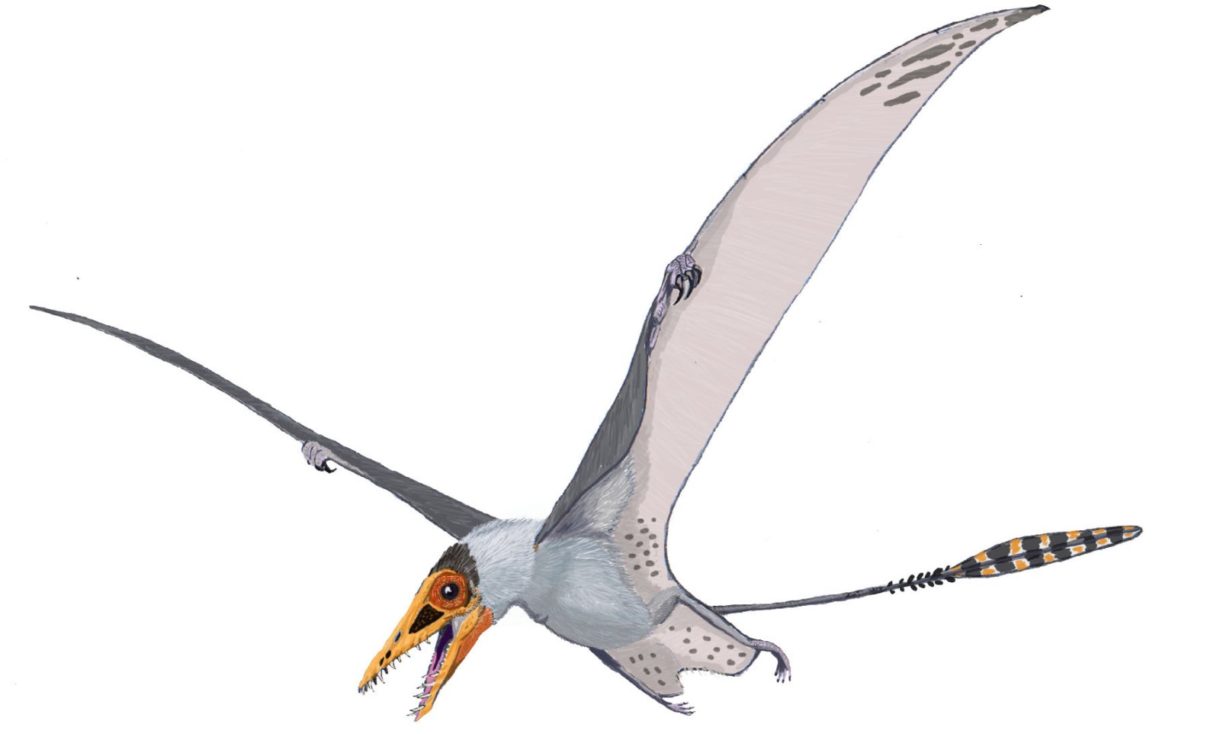 ¿Por qué los pterosaurios no son dinosaurios?
