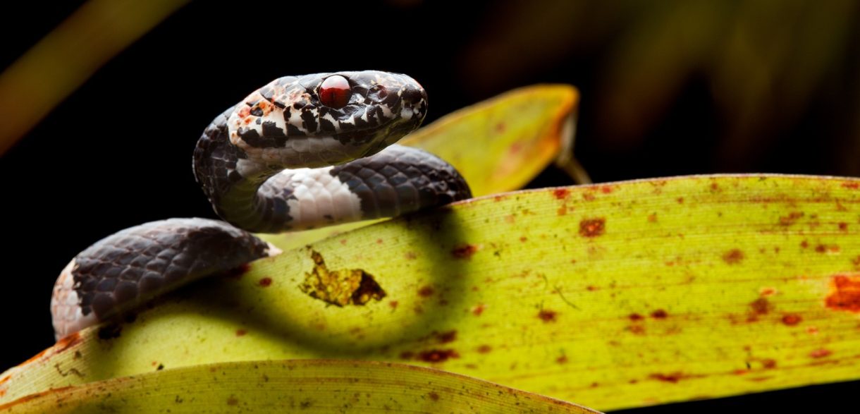 Esto es lo que comen las serpientes descubiertas recientemente en Ecuador