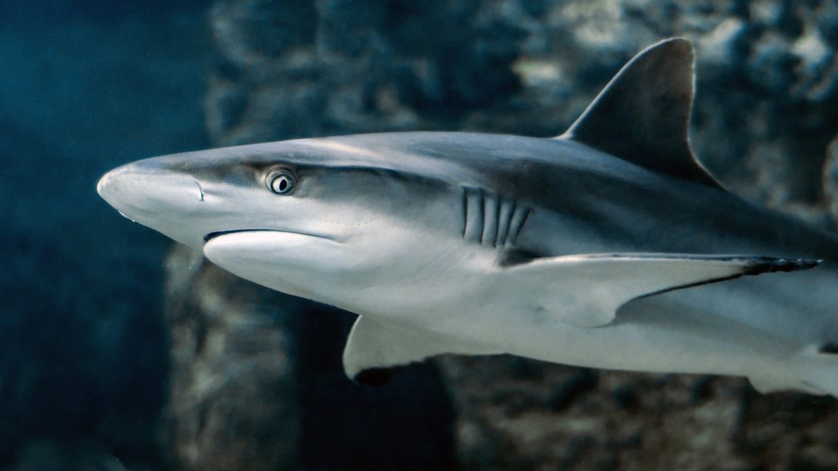 Así son los tiburones que comen plantas