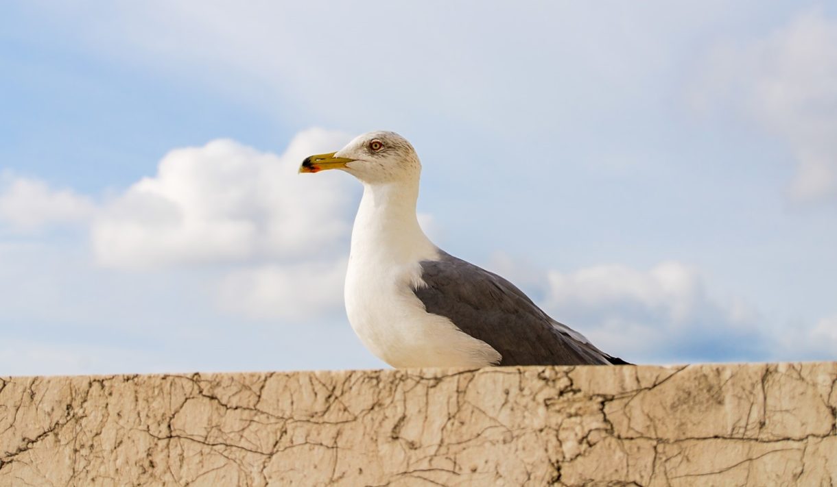 El origen de las aves podría situarse junto a los dinosaurios