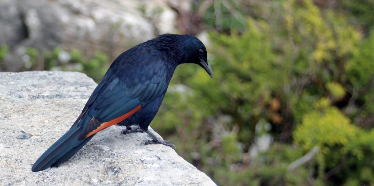 Sacin urbano, un proyecto para contar las aves que hay en Madrid