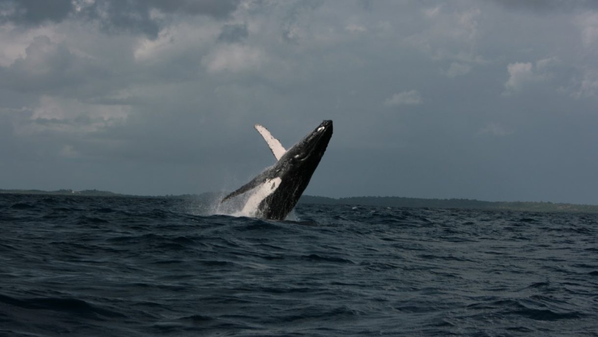 Ballenas, así duermen sin ahogarse