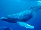 Encuentran más de 1.000 trozos de plástico en el estómago de una ballena muerta