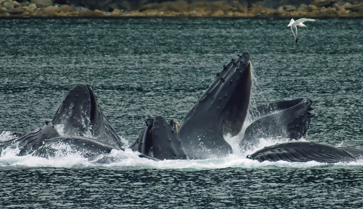 Comienza la caza de ballenas en Japón, aunque ya hay voces en contra